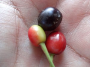 DSC08299 (400x300)