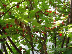 DSC08347 (400x300)