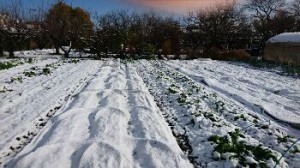 img_20161125_32804