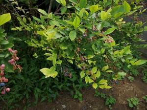 s-IMG_20180717_092808