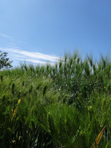 DSC02227