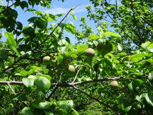 DSC02250