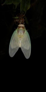 IMG_20200801_212733