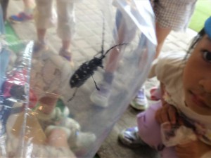 gこれ何の虫？ (2)