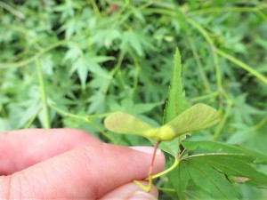 g中自然あそび (5)