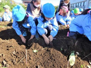 g芋ほり１ (15)