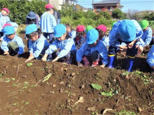 g芋ほり１ (6)