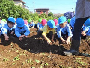 g芋ほり１ (7)
