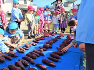g長いも (7)