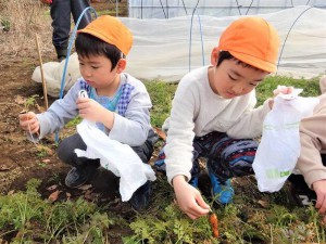 g長にんじん (6)