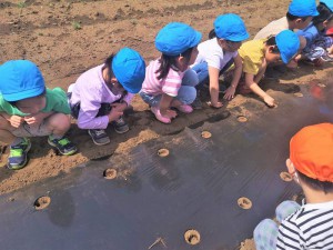 gとうもろこし (4)