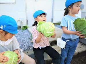 g長キャベツ (12)