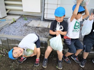 g長キャベツ (15)