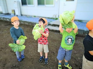 g長キャベツ (6)