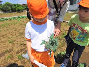 gブロッコリー収穫 (2)