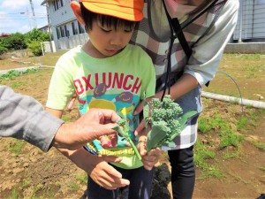 gブロッコリー収穫 (3)
