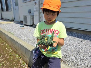 gブロッコリー収穫 (5)