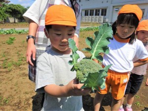 gブロッコリー収穫 (6)
