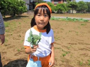 gブロッコリー収穫 (7)