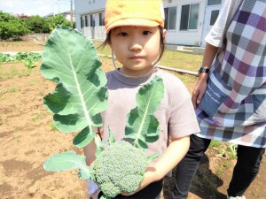 gブロッコリー収穫 (8)