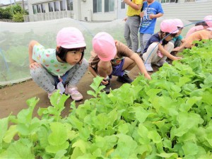 g廿日大根 (3)