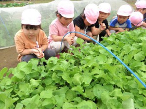 g廿日大根 (4)