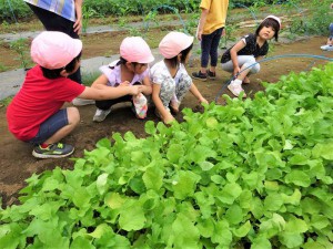 g廿日大根 (6)