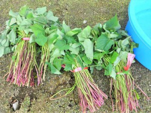 g苗植え１ (1)