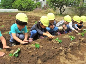 g苗植え１ (10)