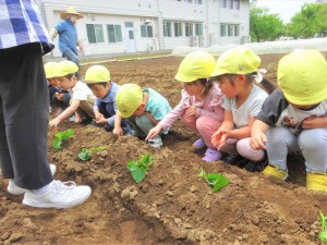 g苗植え１ (11)