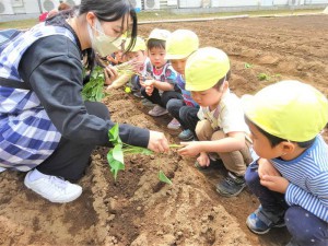 g苗植え１ (4)