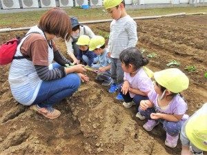 g苗植え１ (5)