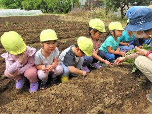 g苗植え１ (6)
