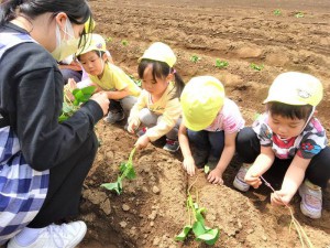 g苗植え１ (7)