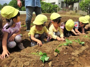 g苗植え１ (9)