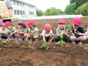 g苗植え２ (3)