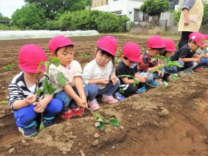 g苗植え２ (4)