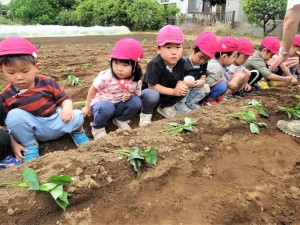 g苗植え２ (5)