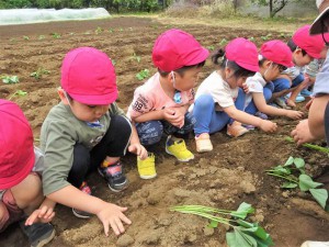 g苗植え２ (6)