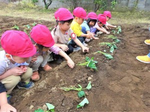 g苗植え２ (8)