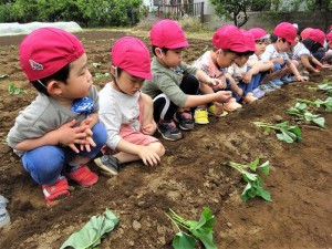 g苗植え２ (9)