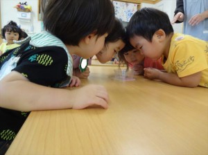 gかたつむりの観察 (3)