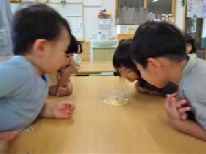 gかたつむりの観察 (4)