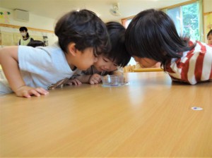 gかたつむりの観察 (6)