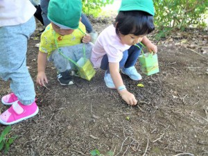 gどんぐり (1)