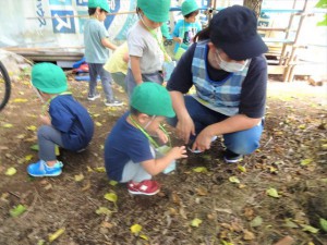 gどんぐり (2)