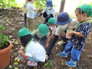 gどんぐり (3)