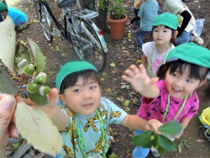 gどんぐり (4)