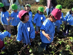 g芋の蔓１ (5)