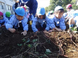 g芋掘り (7)